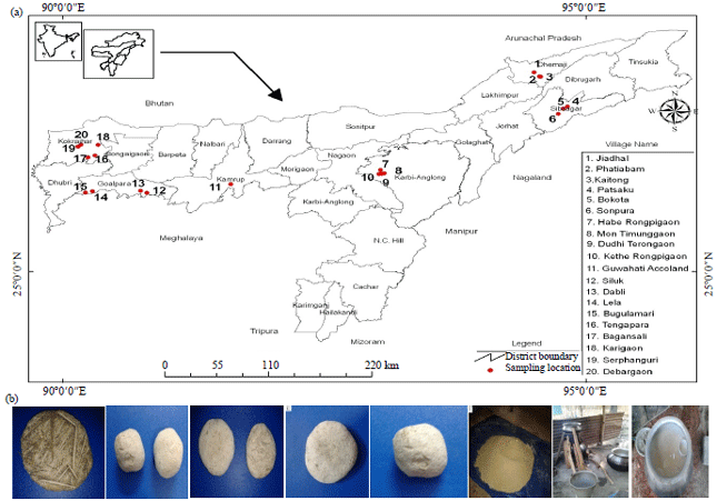 Image for - Exploring the Genealogy and Phenomic Divergences of Indigenous Domesticated Yeasts Cultivated by Six Ethnic Communities of Assam, India
