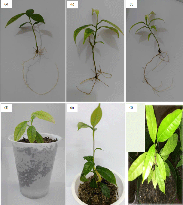 Image for - In vitro Propagation Protocol for Improving African Mahogany (Khaya senegalensis) Endangered Tree