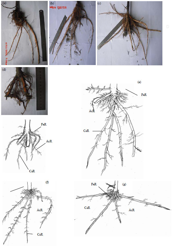 Image for - Roots Morphology of Rhizophora apiculata Blume as an Adaptation Strategy of Waterlogging and Sediment