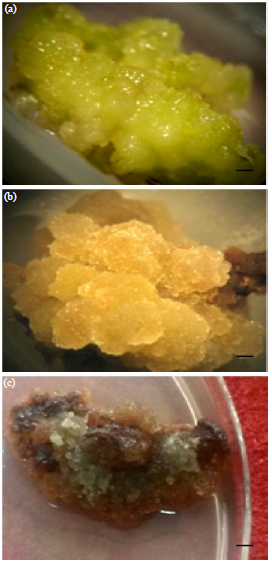 Image for - Callogenesis and Analgesic Evaluation of Adult Plant Extracts and Callus in Teucrium polium L. Subsp. geyrii Maire