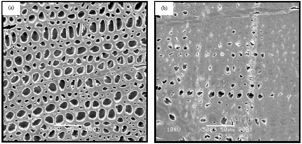 Image for - Effect of Chemical Modification of Jabon Wood (Anthocephalus cadamba Miq.) on Morphological Structure and Dimensional Stability