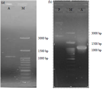 Image for - Characterization of Putative Lipase Gene from Alcaligenes sp. JG3 Bacterium via Cloning