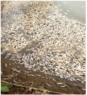 Image for - Mass Mortality in Cultured Nile Tilapia Oreochromis niloticus in Kafr El-Sheikh Province, Egypt Due to Saprolegniosis with Emphasis on Treatment Trials