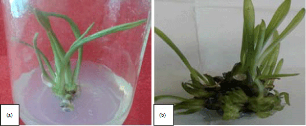 Image for - In vitro Culture and Bulblets Induction of Asiatic Hybrid Lily ‘Red Alert’