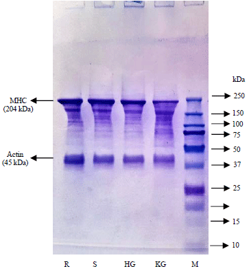 Image for - Effect of Setting Condition on the Gel Properties of Surimi from Catfish (Clarias gariepinus)