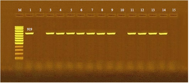 Image for - Serotyping and Virulence Genes Detection in Escherichia coli Isolated from Broiler Chickens