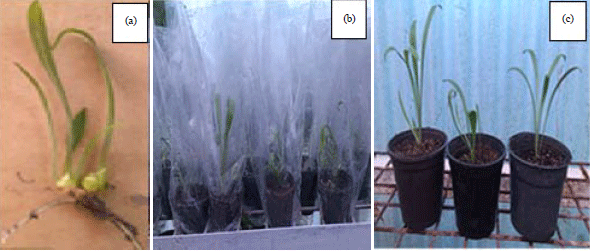 Image for - In vitro Culture and Bulblets Induction of Asiatic Hybrid Lily ‘Red Alert’