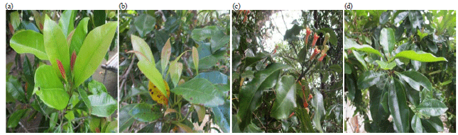 Image for - Secondary Metabolites Production in Clove (Syzygium aromaticum): Chemical Compounds