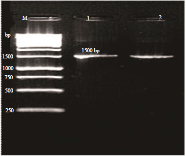 Image for - Isolation and Molecular Identification of Food Grade Lactic Acid Bacteria and Their Antifungal Activity