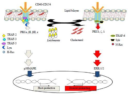 Image for - Dual Role of CD40 Receptor Signaling in Host Protection and Diseases Progression Against Leishmania Infection