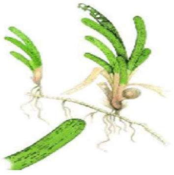 Image for - Thalassia hemprichii Seagrass Extract as Antimicrobial and Antioxidant Potential on Human: A Mini Review of the Benefits of Seagrass