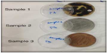 Image for - Characterization of Fungi that Able to Degrade Phenol from Different Contaminated Areas in Saudi Arabia