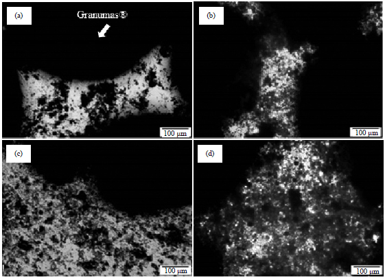 Image for - Morphology and Osteogenic Capability of MC3T3-E1 Cells on Granular Hydroxyapatite Scaffold