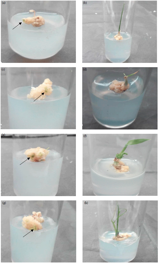 Image for - Effect of Plant Growth Regulators and Proline in Efficient Regeneration of Recalcitrant Indica Rice (Oryza sativa L.)