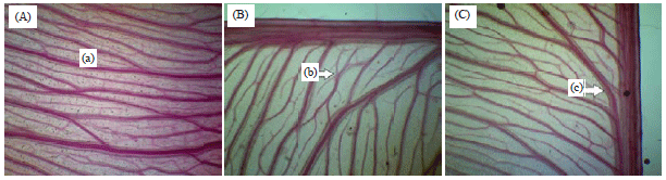 Image for - Role of Leaf Architecture for the Identification of agarwood-producing Species Aquilaria malaccensis Lam. and Gyrinops versteegii (Gilg.) Domke at Vegetative Stage