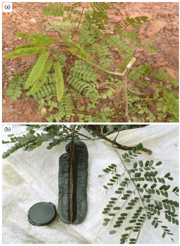 Image for - Resolving Taxonomic Ambiguity Between Two Morphological Similar Plant Taxa Using Maturase K Gene Analysis