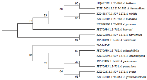 Image for - Resolving Taxonomic Ambiguity Between Two Morphological Similar Plant Taxa Using Maturase K Gene Analysis