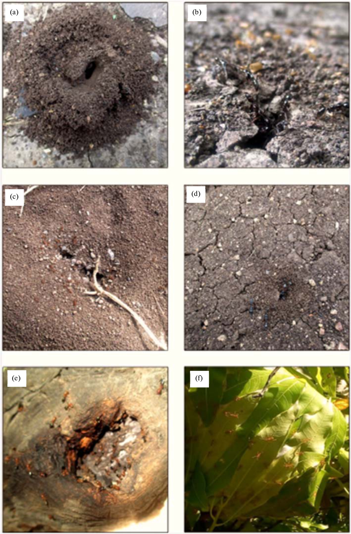 Image for - Nests and Habitats of Ants Observation in Aurangabad Maharashtra, India