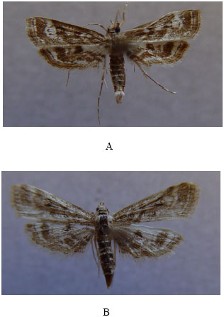 Image for - The Identity of Parapoynx affinialis (Guenee, 1854) (Lepidoptera, Crambidae, Nymphulinae) in Turkey