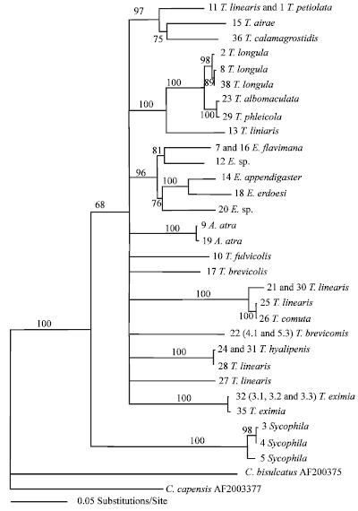 Image for - Mitochondrial Phylogenetics of UK Eurytomids
