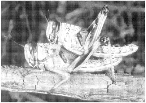 Image for - Molting Inhibitory and Lethal Effects of Azadirachtin on the Desert Locust, Schistocerca gregaria (Forskal)