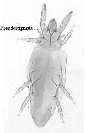 Image for - Pyemotes johnmoseri (Khaustov) (Acari: Pyemotidae) as a Parasitoid of Xylophagous Insects from Aydin, Turkey
