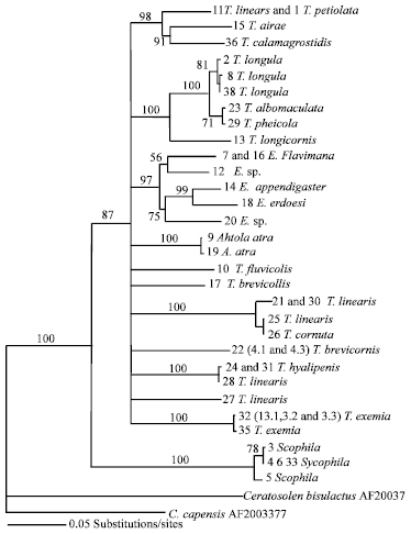 Image for - Mitochondrial Phylogenetics of UK Eurytomids