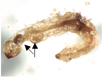 Image for - Pyemotes johnmoseri (Khaustov) (Acari: Pyemotidae) as a Parasitoid of Xylophagous Insects from Aydin, Turkey
