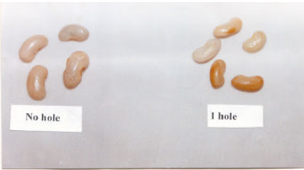 Image for - The Effect of Sowing Bruchid Damaged Bean (Phaseolus vulgaris L.) Seeds on Germination, Plant Development and Yield