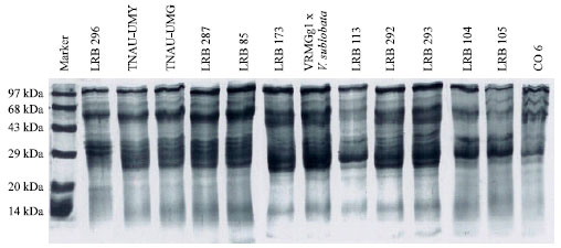 Image for - Biochemical Basis of Resistance in Rice Bean, Vigna umbellata Thunb. (Ohwi and Ohashi) Against Callosobruchus maculatus F.
