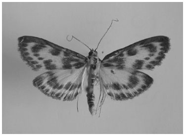 Image for - External and Genital Morphology of Eurrhypara hortulata (Linnaeus, 1758) (Crambidae)