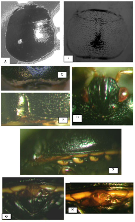 Image for - Taxonomic Studies on Coptosoma (Laporte, 1832) Species (Heteroptera: Plataspidae) from Turkey