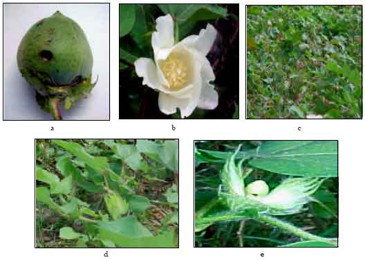 Image for - Efficacy of Dodonaea angustifolia Crude Extracts against Spotted Bollworm, Earias vitella (Fab.) (Lepidoptera: Noctuidae)