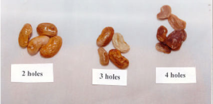 Image for - The Effect of Sowing Bruchid Damaged Bean (Phaseolus vulgaris L.) Seeds on Germination, Plant Development and Yield