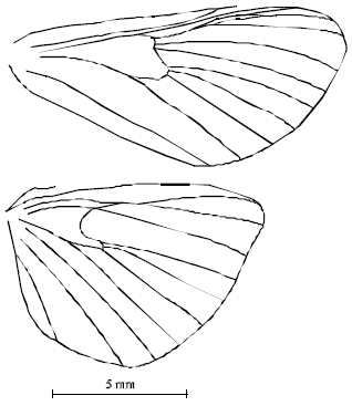 Image for - External and Genital Morphology of Eurrhypara hortulata (Linnaeus, 1758) (Crambidae)