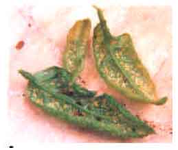 Image for - Jumping Plant-lice of the Family Triozidae (Hemiptera: Psylloidea) from Cameroon: Biodiversity and Host Plants