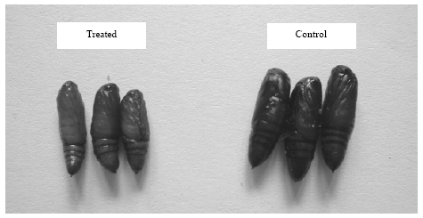 Image for - Development Perturbation of Cotton leave Noctuid with Green cestrum Extracts