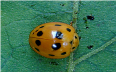 Image for - The Feeding Response of Epilachna indica (Coleoptera: Coccinellidae: Epilachninae) Towards Extracts of Azadirachta indica