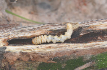 Image for - Insect Pests of Mangifera indica Plantation in Chuping, Perlis, Malaysia