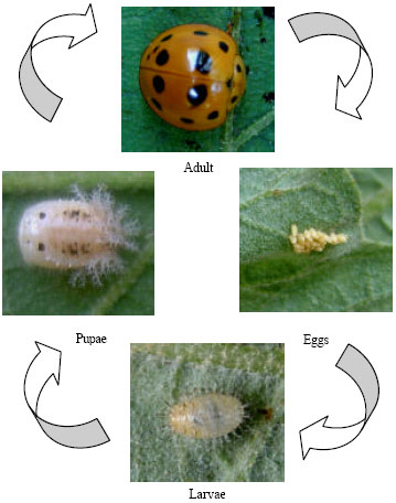 Image for - The Feeding Response of Epilachna indica (Coleoptera: Coccinellidae: Epilachninae) Towards Extracts of Azadirachta indica