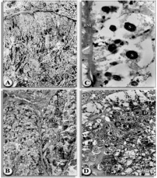 Image for - Histopathological Studies of Hard Tickes Hyalomma dromedarii Infected of Entomopathogenic Nematodes