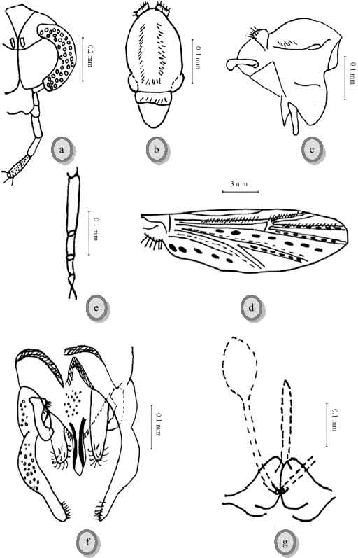Image for - Pictorial Keys of Chironomid Species (Order: Diptera) in El-Tall  El-Keber Wastewater Treatment Plant, Egypt
