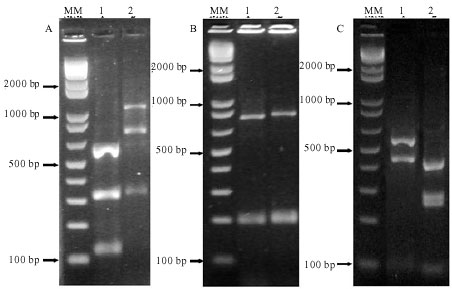 Image for - Genetic Variation in a Chitinase Gene of Beauveria bassiana: 
        Lack of Association Between Enzyme Activity and Virulence Against Hypothenemus 
        hampei