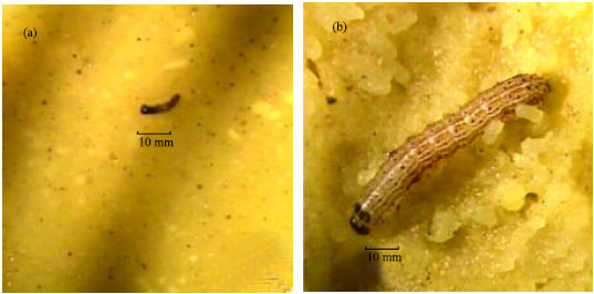 Image for - Biological Activity of Methanolic Extracts of Ipomoea murucoides Roem et Schult on Spodoptera frugiperda J. E. Smith