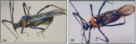 Image for - Colour Variation and Genetic Diversity in Tea Mosquito Bug [Helopeltis theivora (Hemiptera: Miridae)] Population from Badlabeta Tea Estate, Upper Assam, India