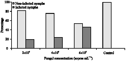 Image for - Combining Effect of Beauveria bassaania (Bals.) and Ertemocerus  mundus Mercet (Hymenoptera: Aphelinidae) on Sweetpotato Whitefly,  Bemisia tabaci Gennadius (Aleyrodidae; Hemiptera)
