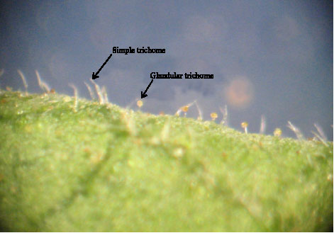 Image for - Life Cycle Parameters of Empoasca decipiens Paoli (Hom.: Cicadellidae) on Four Potato Cultivars (Solanum tuberosum L.) in Iran