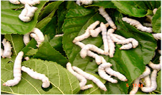 Image for - Effect of Tukra (Mealybug) Infected Mulberry Leaves on the Quantitative Traits of New Polyvoltine Strain of Silkworm, Bombyx mori L.