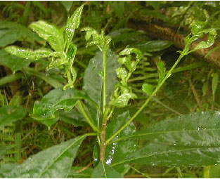 Image for - Jumping Plant-Lice of the Family Psyllidae (Hemiptera: Psylloidea)  From West-Cameroon: Biodiversity and Host Plants