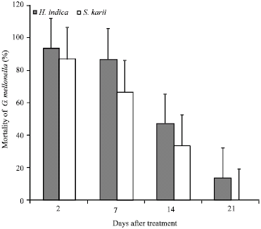 Image for - Effectiveness of Entomopathogenic Nematodes against Sweet Potato Weevil (Cylas puncticollis Boheman (Coleoptera: Apionidae)] Under Semi-Field Conditions in Kenya